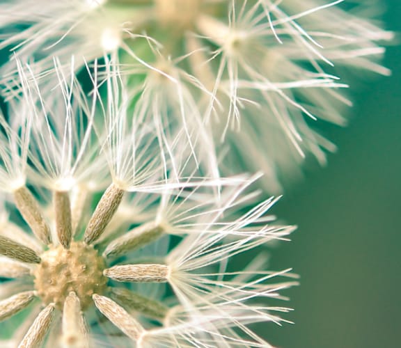 Close up of dandelion seed puff